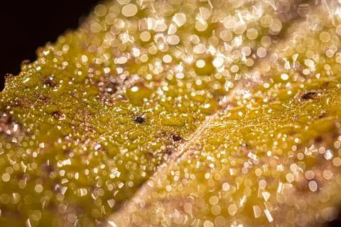 Dew drops on an autumn fallen leaf, shimmering in the sun, shot in close-up.. Stock Photos