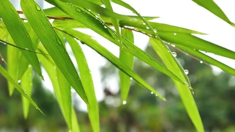Dew drops on the bamboo leaves. 動画素材 78593396