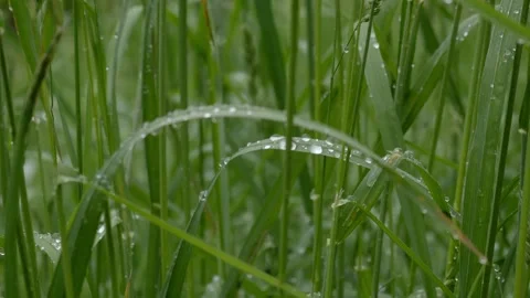 Dew Drops on Bent Grass Blade Vídeos de archivo 334870811