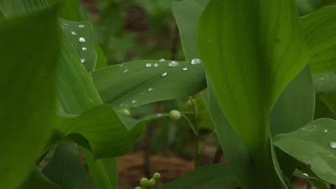 Dew Drops Between Fresh Green Leaves Stock Footage 333809297