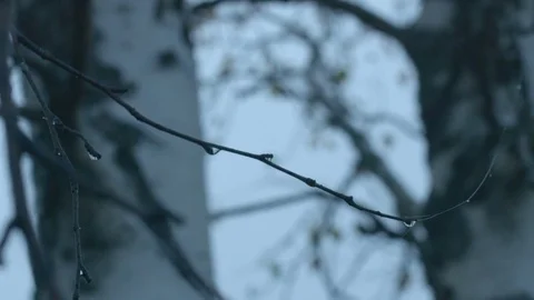 Dew drops on birch branches Stock Footage 78588968