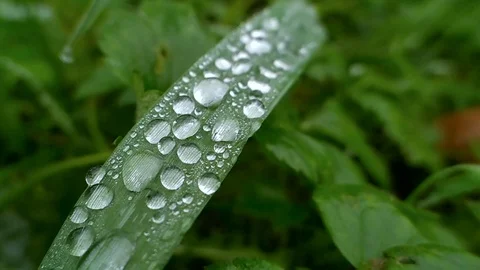 Dew drops on a blade of grass, macro video Stock Footage 123085528