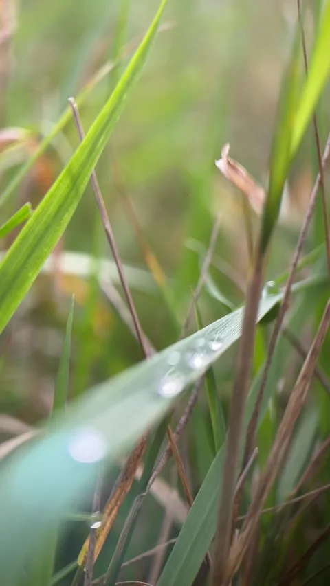 Dew Drops on a Blade of Grass in Saxony Stock Footage 317611613