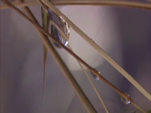 Dew drops on blades of grass Stock Footage 27344504