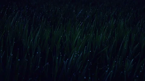 Dew drops on blades of grass at night shine in the moonlight Stock Footage 48982870