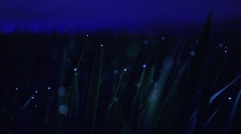Dew drops on blades of grass at night shine in the moonlight panning shot Stock Footage 48983363