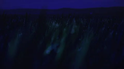 Dew drops on blades of grass at night in the moonlight rack focus. Stock Footage 49004745