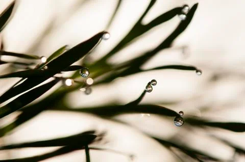 Dew drops on blades of grass Stock Photos