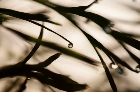 Dew drops on blades of grass Stock Photos