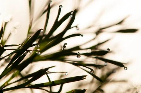 Dew drops on blades of grass Stock Photos