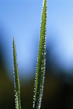 Dew Drops On Blades Of Grass Stock Photos