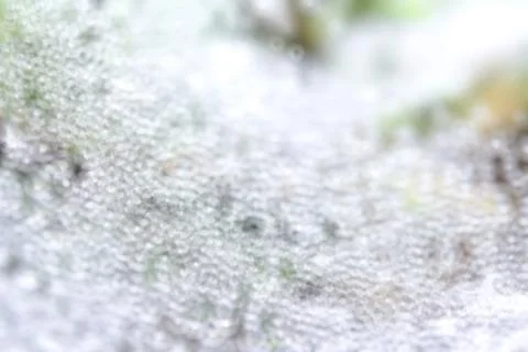 Dew drops blur abstract background and texture. Stock Photos