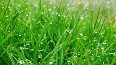 Dew drops on bright green grass with sun flare Video stock 74149955
