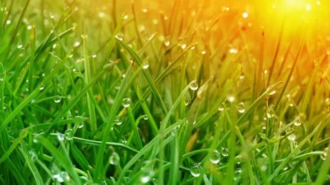 Dew drops on bright green grass with sun flare Video stock 74153070