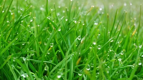 Dew drops on bright green grass with sun flare Video stock 74155071