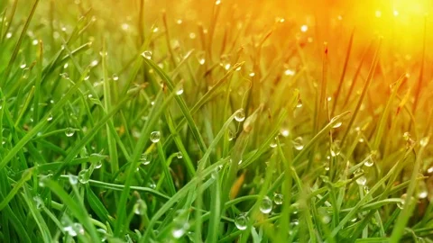Dew drops on bright green grass with sun flare Video stock 74185818