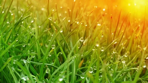 Dew drops on bright green grass with sun flare Video stock 74189599
