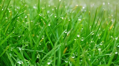 Dew drops on bright green grass with sun flare Video stock 74192641