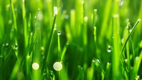 Dew drops on bright green grass with sun flare Video stock 74368339