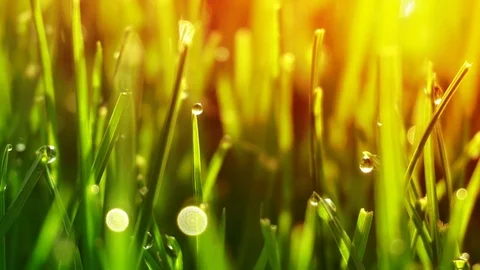 Dew drops on bright green grass with sun flare Stock-Footage 74404371