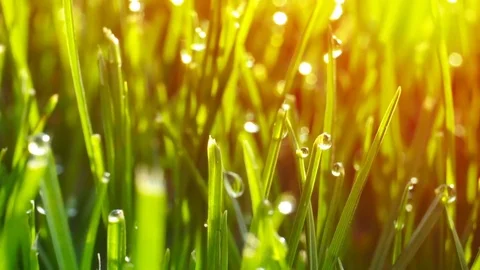 Dew drops on bright green grass with sun flare Video stock 74609590