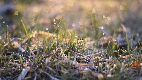 Dew drops on bright green grass with sun flare Stock Footage 106698309