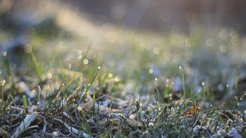 Dew drops on bright green grass with sun flare Stock Footage 106698310