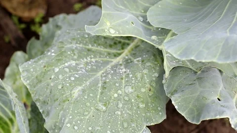 Dew drops on cabbage leaves. Growing cabbage in your garden, agriculture, raw Stock Footage 140794166