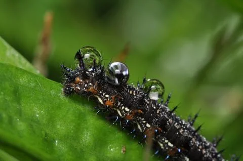 Dew drops on caterpillar Stock Photos