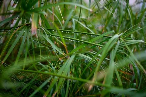 Dew drops cling softly to slender green blades Stock Photos