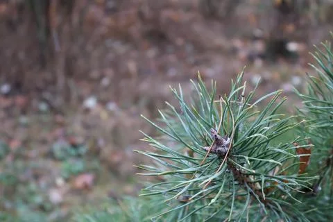 Dew drops clinging to pine needles in autumn forest Stock Photos