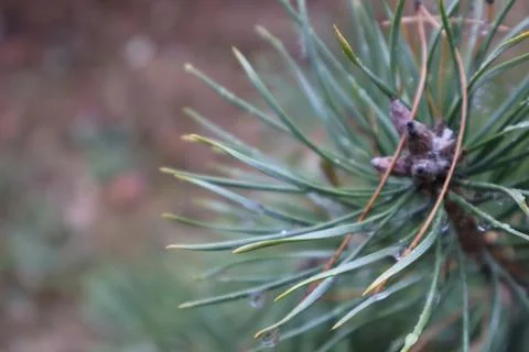 Dew drops clinging to pine needles in winter forest Stock Photos