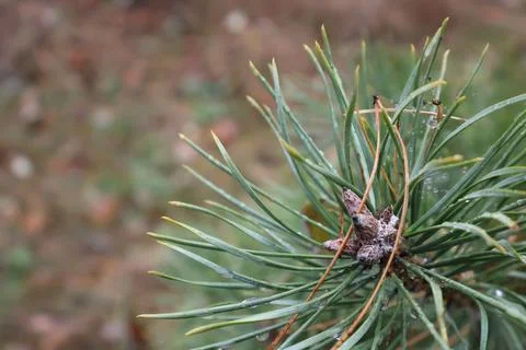 Dew drops clinging to pine needles on a crisp autumn morning Stock Photos