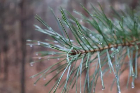 Dew drops clinging to pine needles in the forest Stock Photos