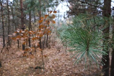 Dew drops clinging to pine needles in autumn forest Stock Photos