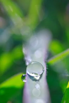 Dew drops close up Foto stock
