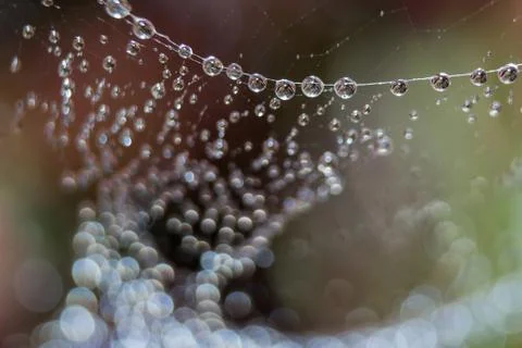 Dew drops close up Stock Photos