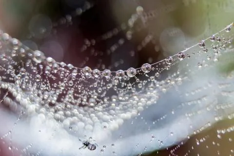 Dew drops close up Stock Photos