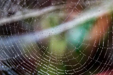 Dew drops close up Foto stock