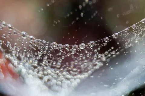 Dew drops close up Stock Photos