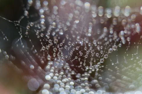 Dew drops close up Stock Photos