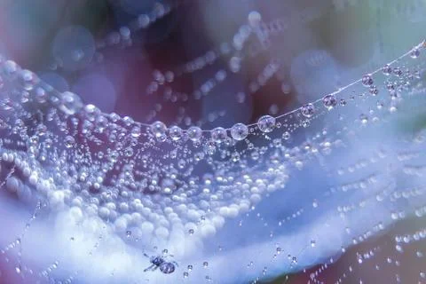 Dew drops close up Stock Photos