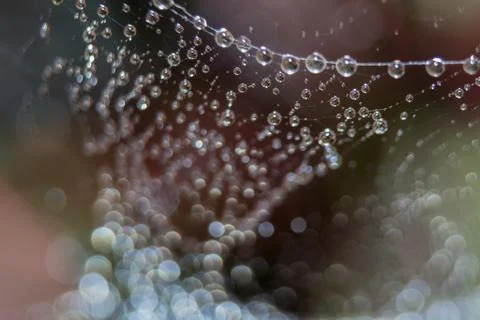 Dew drops close up Stock Photos