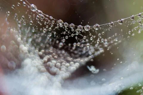 Dew drops close up Stock Photos
