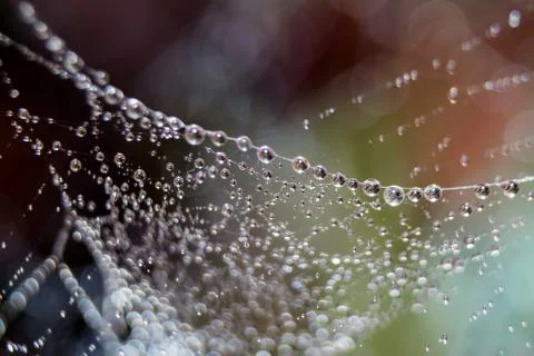 Dew drops close up Stock Photos