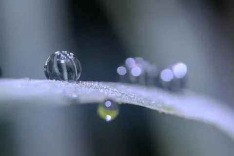 Dew drops close up Stock Photos