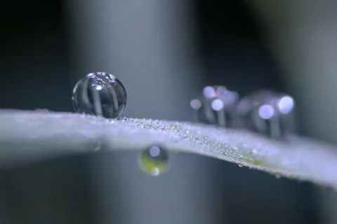 Dew drops close up Stock Photos