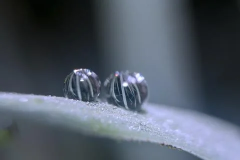 Dew drops close up Stock Photos