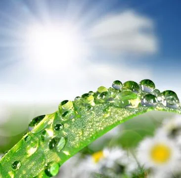 Dew drops close up  Stock Photos