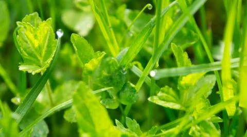Dew drops close up Stock Photos